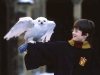 potter-and-hedgwig