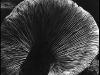 edward-weston-mushroom